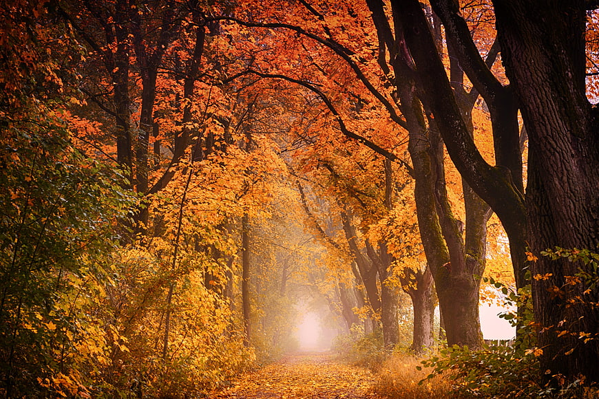 Misty Autumn Forest Path With Vibrant Orange Foliage