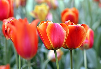 Vibrant Red and Orange Tulips in Spring Garden