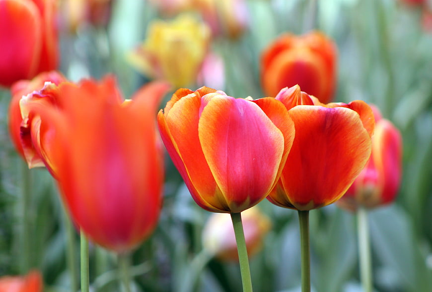 Vibrant Red and Orange Tulips in Spring Garden