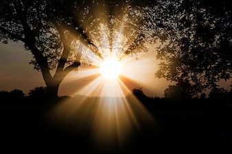 Sunburst Through Silhouetted Trees In Golden Hour Landscape