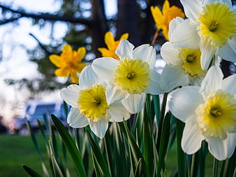 Close-up of white and yellow daffodils blooming in spring garden