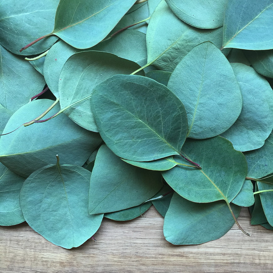 Fresh Eucalyptus Leaves Flat Lay On Wooden Surface