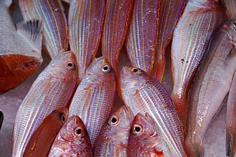 Fresh Striped Red Fish Displayed On Ice At Seafood Market