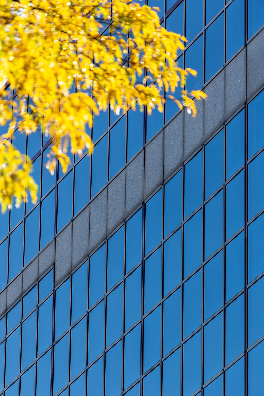 Modern Glass Building Facade with Yellow Autumn Leaves