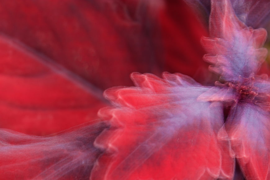 Abstract Red and Purple Flower Petal Close-Up