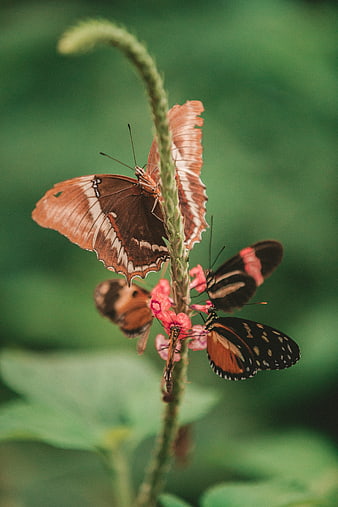 Butterflies Feeding on Pink Flowers in Nature