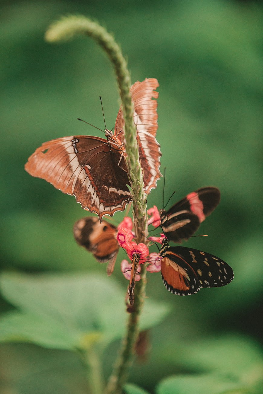 Butterflies Feeding on Pink Flowers in Nature