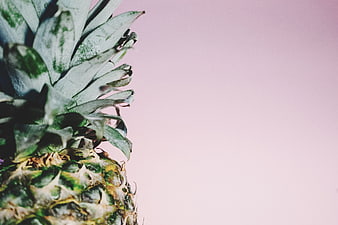 Close-up of pineapple top on pastel pink background