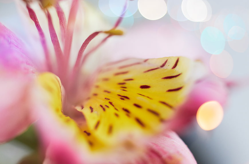 Macro Close-Up of Pink and Yellow Alstroemeria Flower with Bokeh