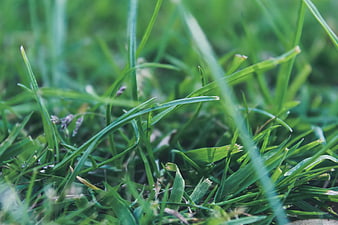 Close-up of vibrant green grass blades in natural light