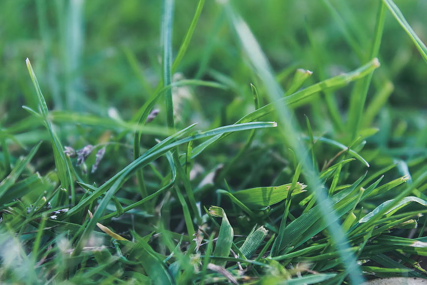 Close-up of vibrant green grass blades in natural light