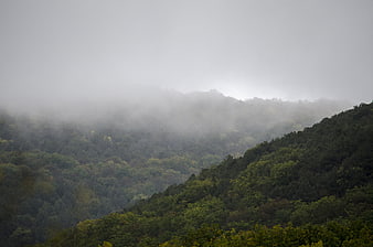 Misty Green Forested Mountain Slopes in Fog