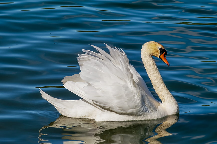 White Swan Swimming in Blue Water