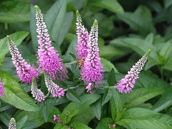Honeybee Pollinating Pink Loosestrife Flowers in Garden