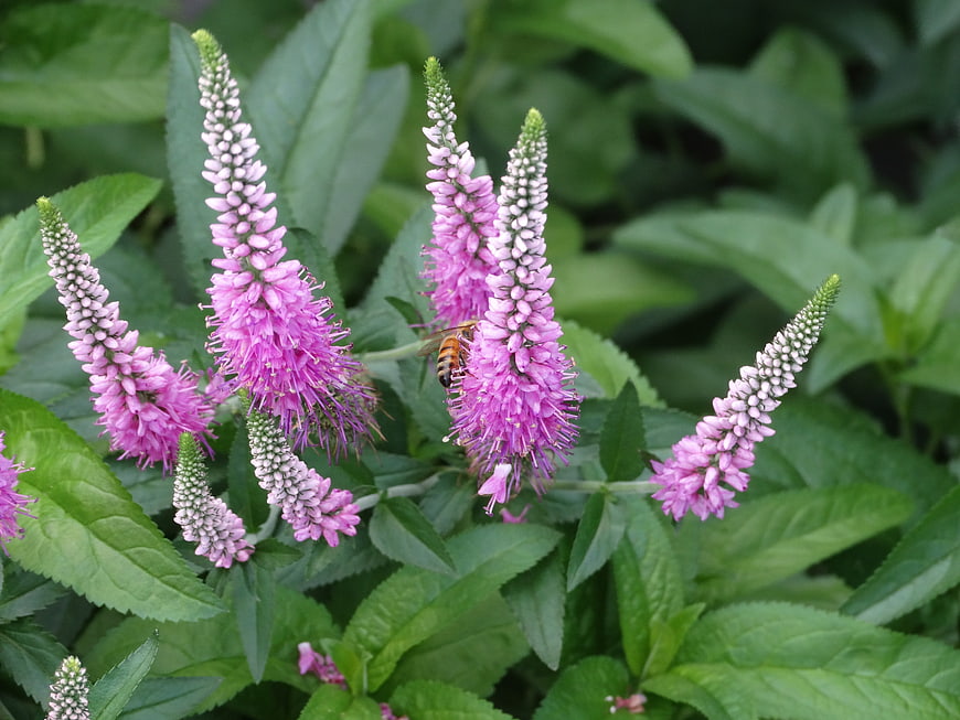 Honeybee Pollinating Pink Loosestrife Flowers in Garden