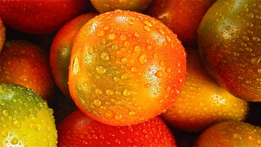 Close-up of fresh tomatoes with water droplets