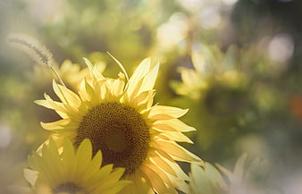 Close-up of bright yellow sunflower in summer sunlight