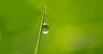 Macro water droplet on green grass blade with bokeh background