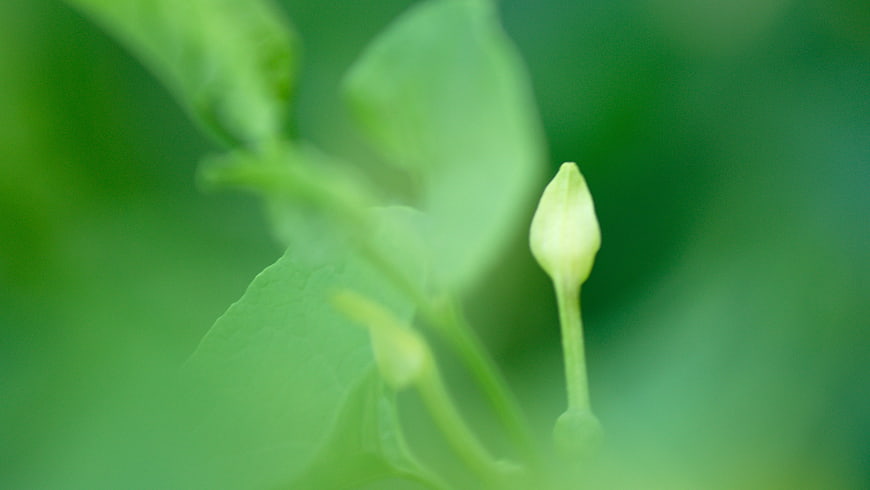 Close-up of a green flower bud on a blurred leafy background