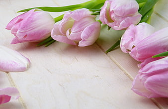 Pink and White Tulips on Light Wooden Background