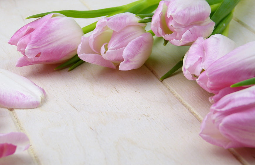 Pink and White Tulips on Light Wooden Background