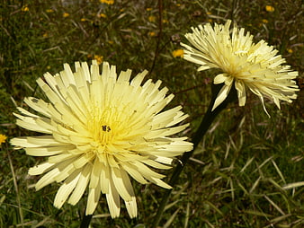 Close-up of yellow salsify flowers in a meadow