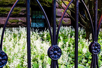 Black Iron Gate with White Flowers and Stone Wall