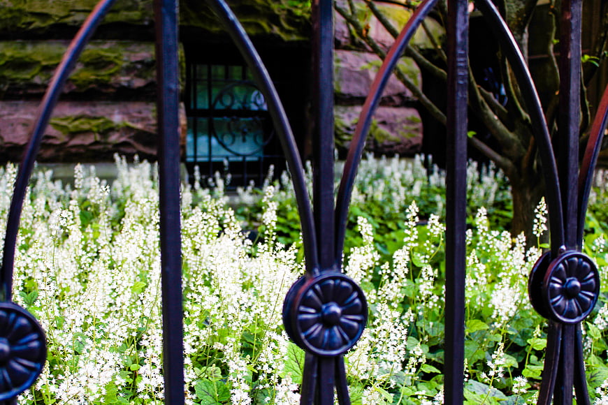 Black Iron Gate with White Flowers and Stone Wall