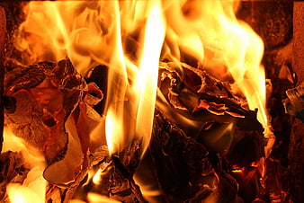 Close-up of burning wood logs in a fireplace