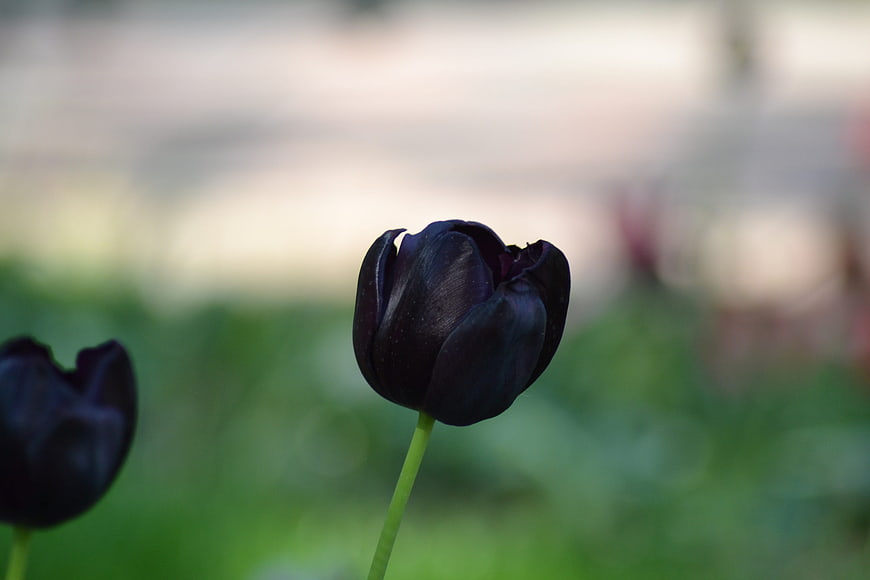 Dark Purple Tulip Flower in Garden