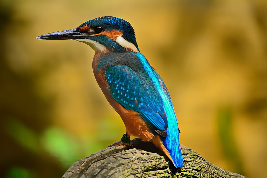 Vibrant Kingfisher Perched on Tree Branch