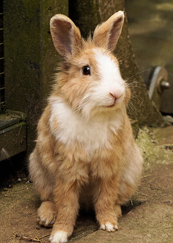 Cute fluffy brown and white rabbit sitting outdoors