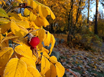 Frosty Rosehip and Yellow Leaves in Autumn Forest