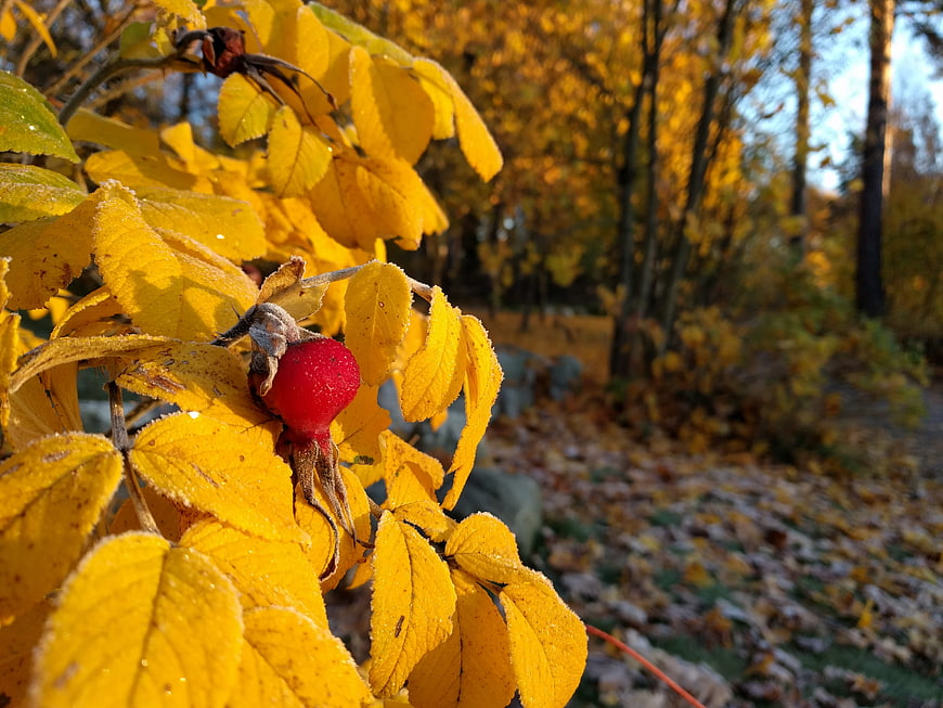 Frosty Rosehip and Yellow Leaves in Autumn Forest