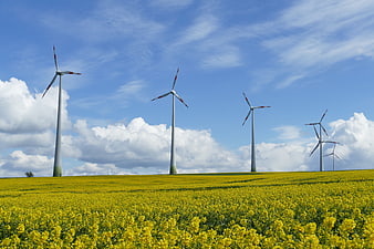 Wind turbines in a yellow rapeseed field under blue sky