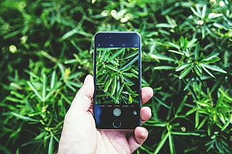 Hand holding smartphone taking photo of green leaves