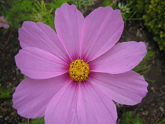 Close-up of a pink cosmos flower with yellow center