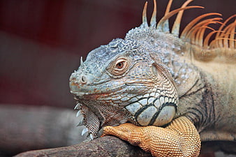 Close-up of a colorful iguana resting on a branch