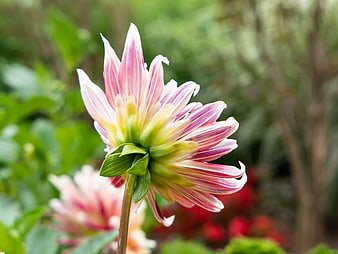 Pink and White Dahlia Flower in Garden