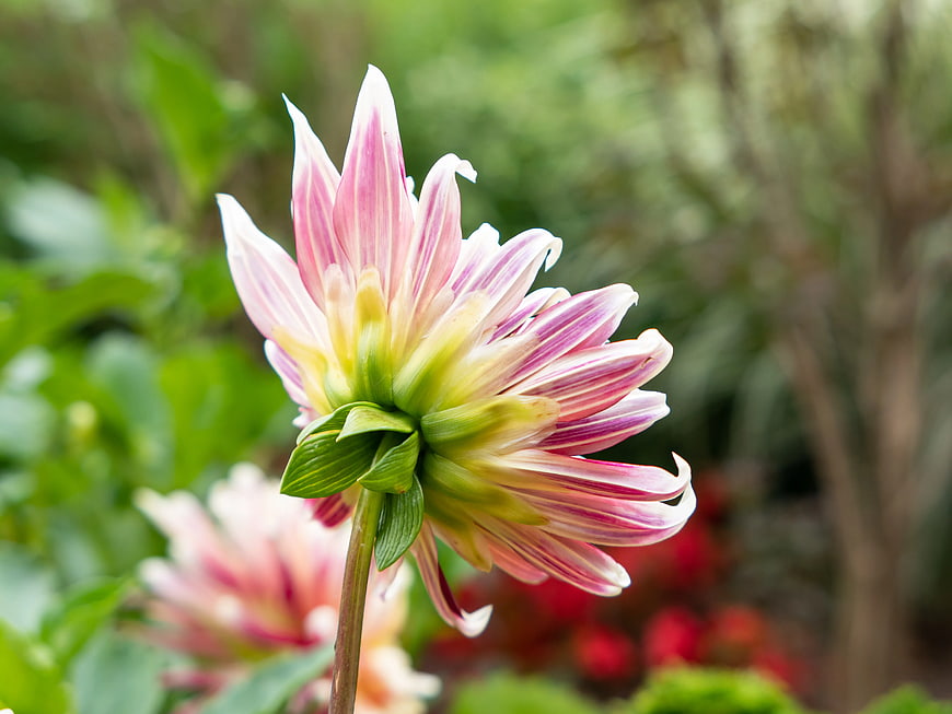 Pink and White Dahlia Flower in Garden