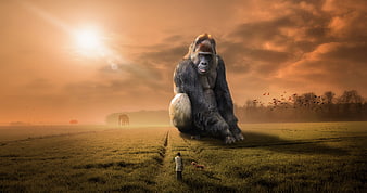 Giant Gorilla Sitting in Golden Field at Sunset
