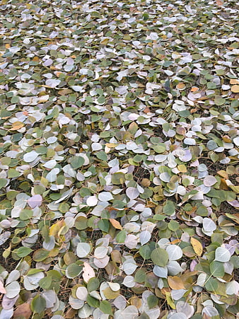 Top view of fallen aspen leaves on grass in autumn