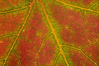 Macro texture of autumn leaf veins with red and green colors