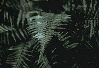 Dark moody close-up of fern fronds in shadow