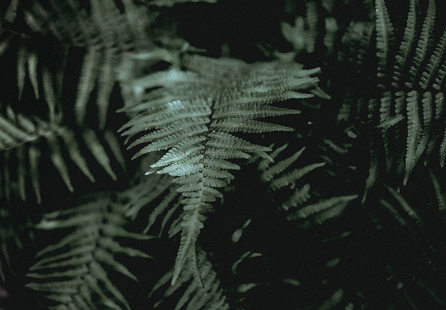 Dark moody close-up of fern fronds in shadow