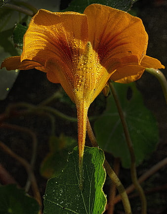 Close-up of vibrant orange columbine flower with morning dew