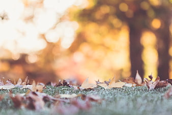 Autumn leaves on grass with golden bokeh background
