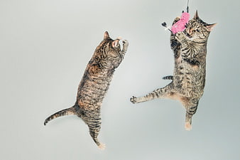 Two Tabby Cats Jumping for Pink Toy