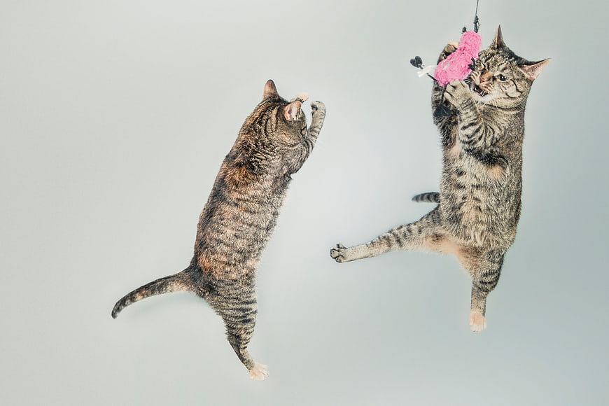 Two Tabby Cats Jumping for Pink Toy