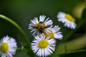 Hoverfly on White Daisy Flowers in Green Garden